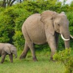 Elephants in a Sri Lankan dump are dying from eating plastic rubbish.